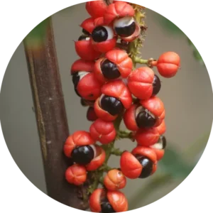 A close up of Guarana