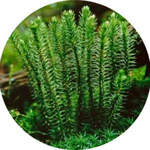 A close up of Huperzia serrate plant used for the extraction of Huperzine A