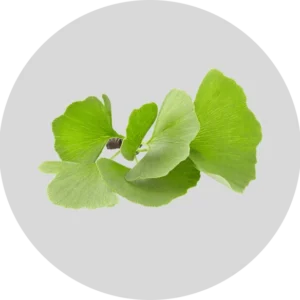 Biloba Leaf