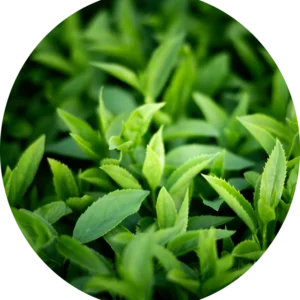 Green Tea Leaf